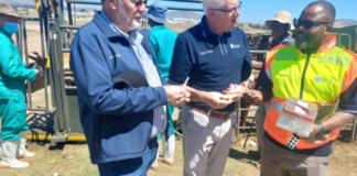 Western Cape Government rolls out livestock vaccination drive to protect animals from FMD crisis