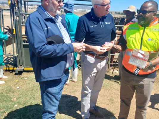 Western Cape Government rolls out livestock vaccination drive to protect animals from FMD crisis