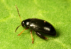 Scientists show natural olive-derived compound that controls insecticide-resistant cabbage stem flea beetle