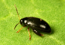 Scientists show olive-derived compound restores control of insecticide-resistant cabbage stem flea beetle