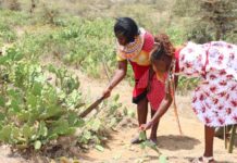 Research project turns prickly pear cactus into feed and clean energy for Kenyan pastoralists