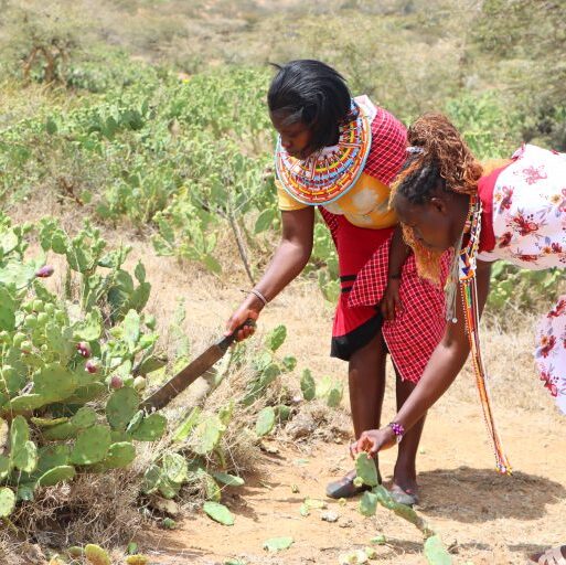 prickly pear cactus (2)