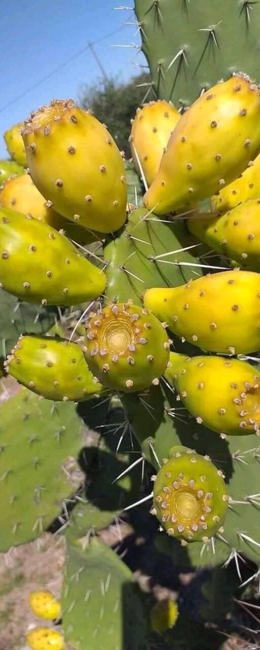 prickly pear cactus