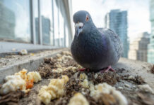 Eco-Friendly bird abatement gains ground as poison loses favour