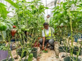 IFAD President Warns of Global Stability Risk from Fragile Food Systems