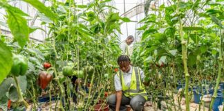 IFAD President Warns of Global Stability Risk from Fragile Food Systems