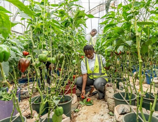 IFAD President Warns of Global Stability Risk from Fragile Food Systems