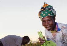 Food security remains under pressure across Africa despite pockets of harvest relief – AGRA report