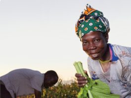 Food security remains under pressure across Africa despite pockets of harvest relief – AGRA report