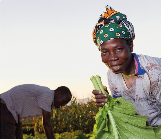 Food security remains under pressure across Africa despite pockets of harvest relief – AGRA report