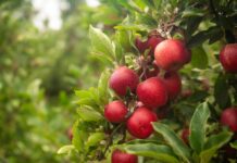 With its expanding global presence, the Flash Gala campaign has connected with more than 100 million individuals