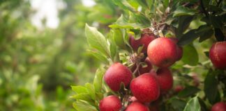 With its expanding global presence, the Flash Gala campaign has connected with more than 100 million individuals