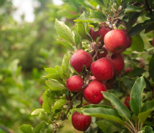 With its expanding global presence, the Flash Gala campaign has connected with more than 100 million individuals