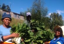 Tsheseng joint vegetable project celebrates production surplus.