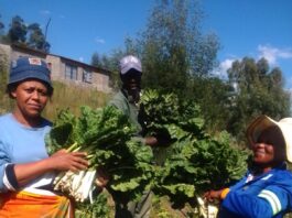 Tsheseng joint vegetable project celebrates production surplus.
