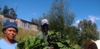 Tsheseng joint vegetable project celebrates production surplus.