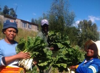 Tsheseng joint vegetable project celebrates production surplus.