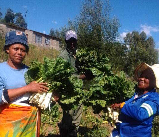 Tsheseng joint vegetable project celebrates production surplus.