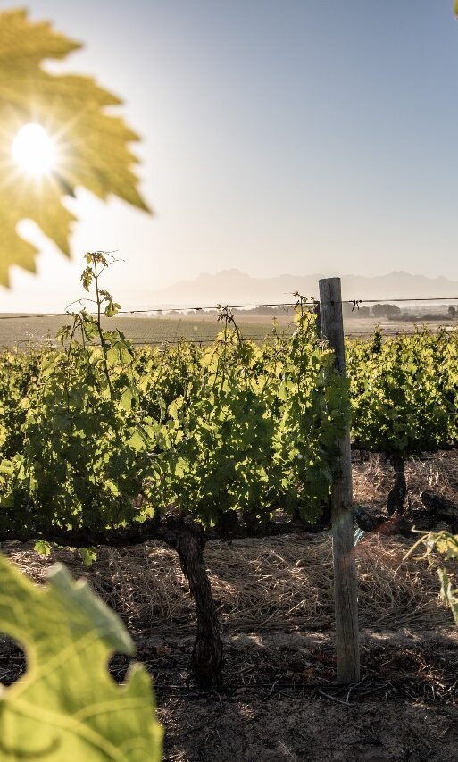 Groot Phesantekraal vineyards (2)