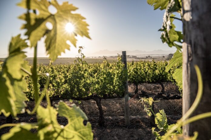 Groot Phesantekraal vineyards (2)