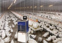 Big Dutchman emphasizes precision, transforming data into practical tools for decision-making.