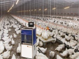 Big Dutchman emphasizes precision, transforming data into practical tools for decision-making.