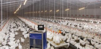 Big Dutchman emphasizes precision, transforming data into practical tools for decision-making.