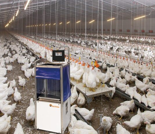 Big Dutchman emphasizes precision, transforming data into practical tools for decision-making.