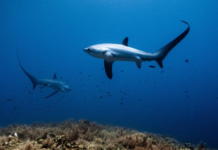 New WCS wild audio podcast highlights global threats to Migratory Wildlife ahead of CMS CoP15 Summit in Brazil