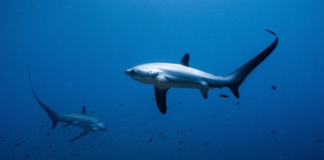 New WCS wild audio podcast highlights global threats to Migratory Wildlife ahead of CMS CoP15 Summit in Brazil