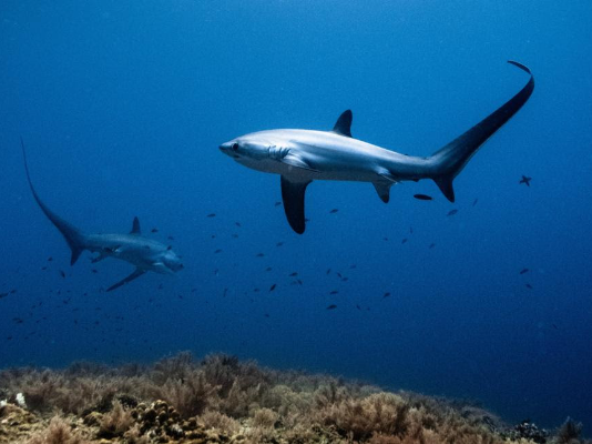 New WCS wild audio podcast highlights global threats to Migratory Wildlife ahead of CMS CoP15 Summit in Brazil