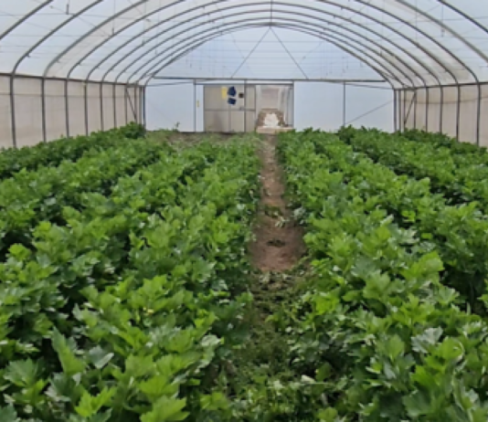 Satellite IoT: empowering Africa’s future farmers for data-driven agribusiness