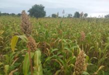 Rushinga District farmers benefit from diverse crops