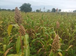 Rushinga District farmers benefit from diverse crops