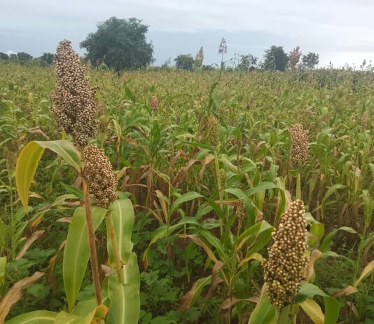 Rushinga District farmers benefit from diverse crops
