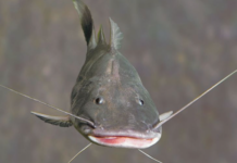 UN summit CMS CoP15: Amazon countries approve action plan to conserve migratory catfish