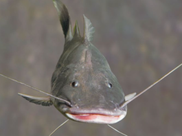 UN summit CMS CoP15: Amazon countries approve action plan to conserve migratory catfish