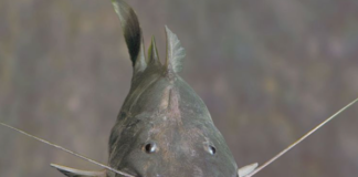 UN summit CMS CoP15: Amazon countries approve action plan to conserve migratory catfish