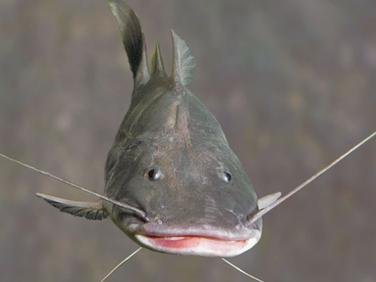 UN summit CMS CoP15: Amazon countries approve action plan to conserve migratory catfish