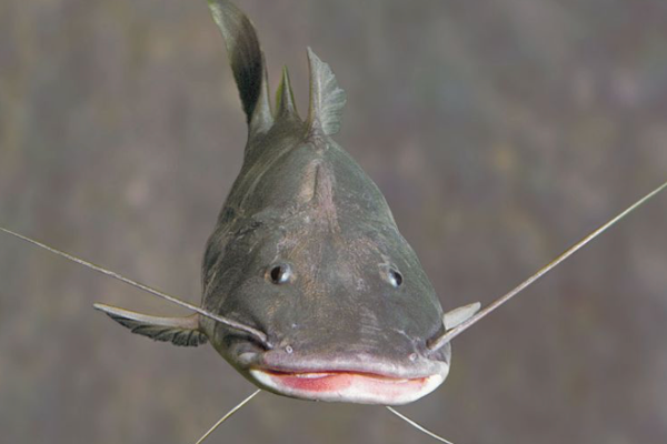 catfish