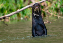 WCS Backs Urgent Protections for Giant Otter at Wildlife Summit in Brazil