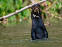 WCS backs urgent protections for giant otter at wildlife summit in Brazil