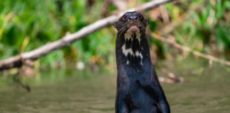 WCS backs urgent protections for giant otter at wildlife summit in Brazil