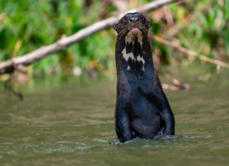 WCS backs urgent protections for giant otter at wildlife summit in Brazil