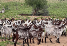 Understanding pregnancy toxemia in goats: What farmers should know to protect does and kids