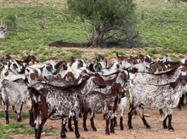 Understanding pregnancy toxemia in goats: What farmers should know to protect does and kids