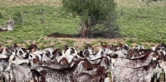 Understanding pregnancy toxemia in goats: What farmers should know to protect does and kids