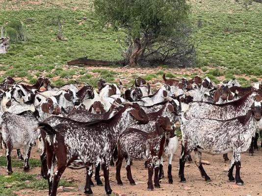 Understanding pregnancy toxemia in goats: What farmers should know to protect does and kids
