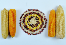 IITA confirms release of over 200 improved climate-resilient maize varieties to Sub-Saharan Africa countries