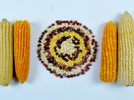 IITA confirms release of over 200 improved climate-resilient maize varieties to Sub-Saharan Africa countries